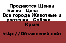 Продаются Щенки Бигля › Цена ­ 35 000 - Все города Животные и растения » Собаки   . Крым